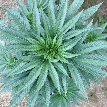 Dutch kush