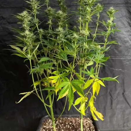 Lemon Cookies
