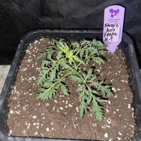 Frosty AUTO 🔥🔥