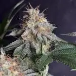 Lemon Skunk