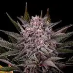 Pink Gelato 🔥