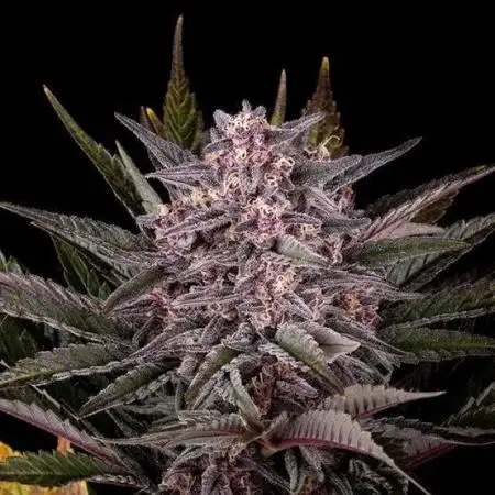 Pink Gelato 🔥