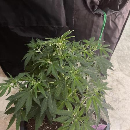 👁️ Zoomiez 👁️