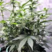 Lemon Drop photo period [11/2025]