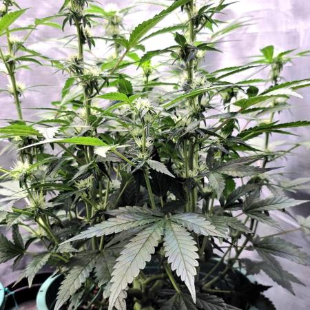 Lemon Drop photo period [11/2025]