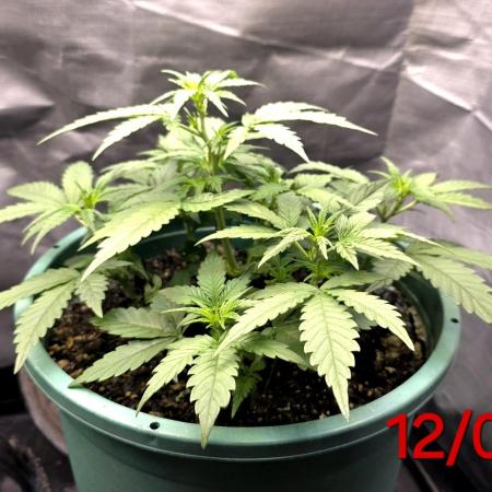 Lemon Drop photo period [11/2025]