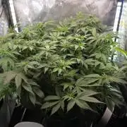 Blue Dream #3 photo period [10/2025]