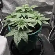 Blue Dream #3 photo period [10/2025]