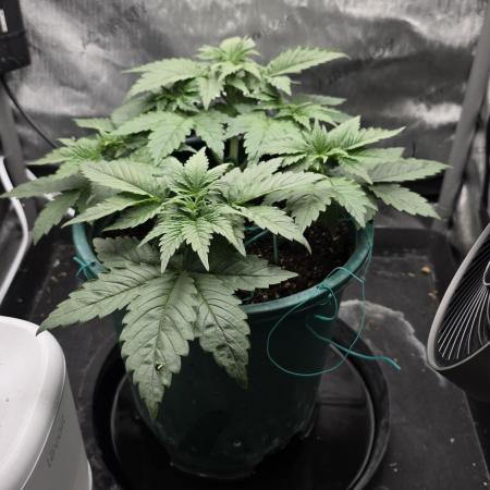 Blue Dream #3 photo period [10/2025]