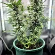 Unknown auto [11/2025] (OG Kush Auto?)