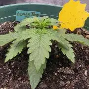 Lemon Drop photo period [11/2025]