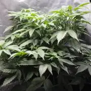 Blue Dream #3 photo period [10/2025]