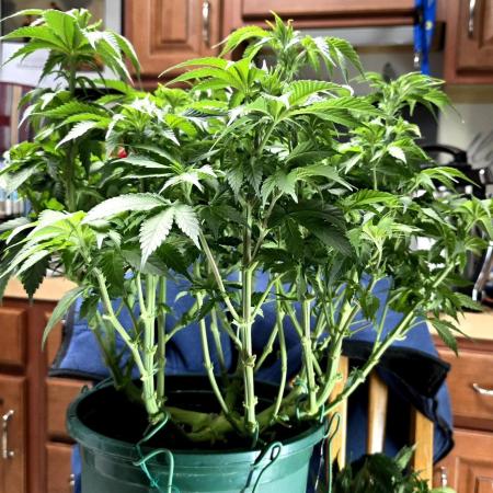 Blue Dream #3 photo period [10/2025]