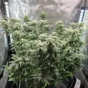 Blue Dream #3 photo period [10/2025]