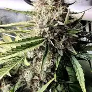 Purple Galaxy Candy Variegated auto