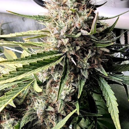 Purple Galaxy Candy Variegated auto