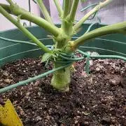 Blue Dream #3 Photo - clone start