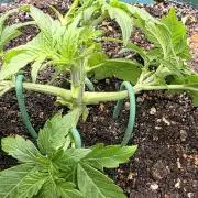 Lemon Drop photo period [11/2025]