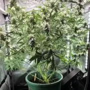Purple Galaxy Candy Variegated auto