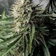 Purple Galaxy Candy Variegated auto