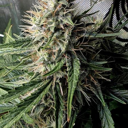 Purple Galaxy Candy Variegated auto