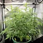 Purple Galaxy Candy autoflower 2025/10