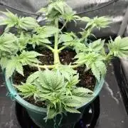 Blue Dream #3 photo period [10/2025]