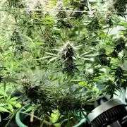 Purple Galaxy Candy Variegated auto