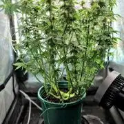 Blue Dream #3 photo period [10/2025]