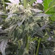 Unknown auto [11/2025] (OG Kush Auto?)