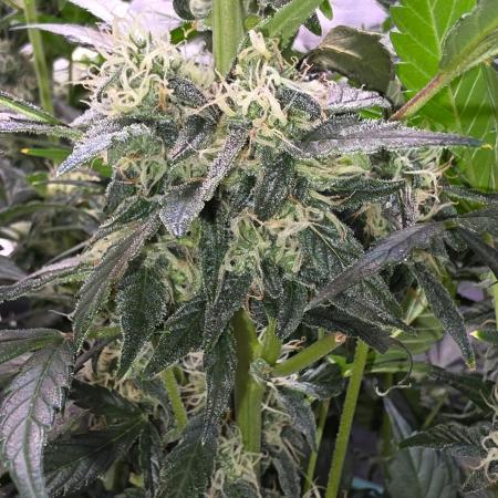 Unknown auto [11/2025] (OG Kush Auto?)