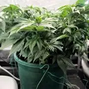 Blue Dream #3 photo period [10/2025]