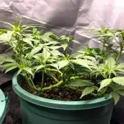 Lemon Drop photo period [11/2025]