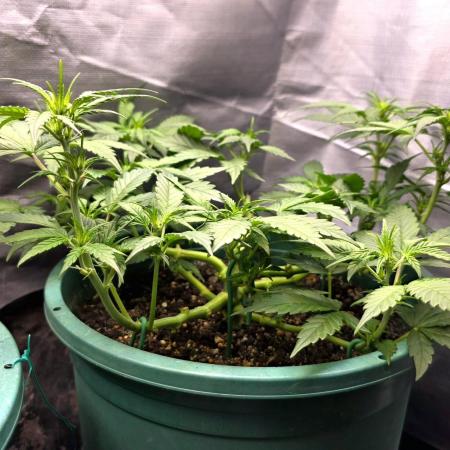 Lemon Drop photo period [11/2025]