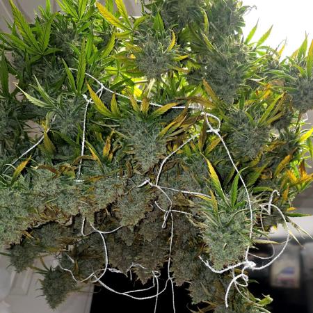 Purple Galaxy Candy Variegated auto