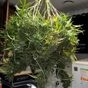 Purple Galaxy Candy Variegated auto