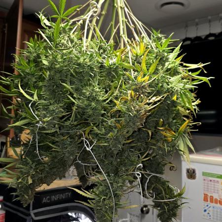 Purple Galaxy Candy Variegated auto