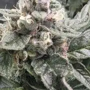 Unknown auto [11/2025] (OG Kush Auto?)