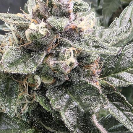 Unknown auto [11/2025] (OG Kush Auto?)