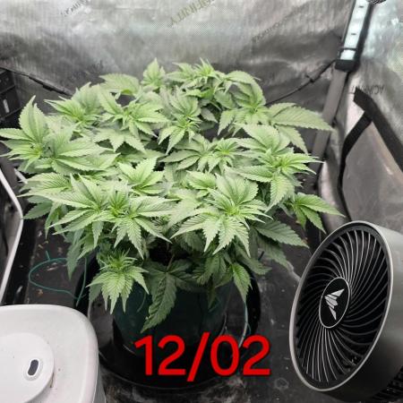 Blue Dream #3 photo period [10/2025]