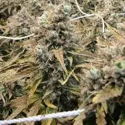 Purple Galaxy Candy Variegated auto