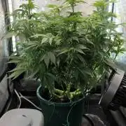 Blue Dream #3 photo period [10/2025]