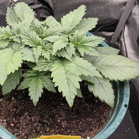 Blue Dream #3 photo period