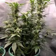 Lemon Drop photo period [11/2025]