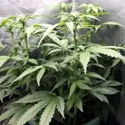 Lemon Drop photo period [11/2025]