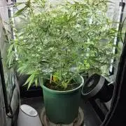 Purple Galaxy Candy Variegated auto