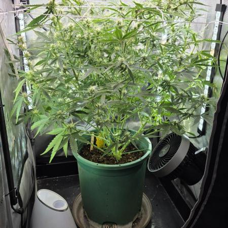 Purple Galaxy Candy Variegated auto