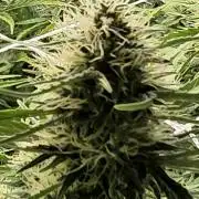 Purple Galaxy Candy Variegated auto