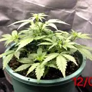 Lemon Drop photo period [11/2025]