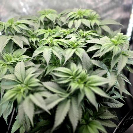 Blue Dream #3 photo period [10/2025]